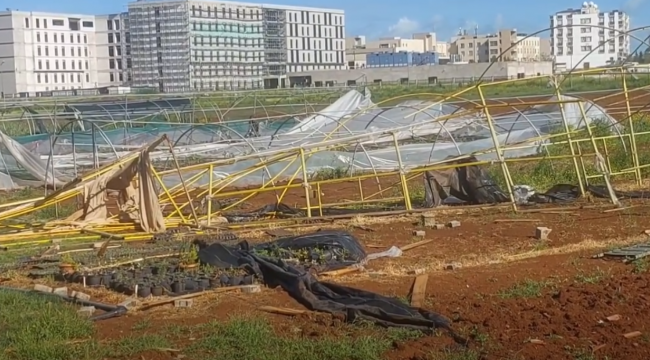 Şanlıurfa'da Fırtına Dehşeti: Ağaçlar Devrildi, Binalar Hasar Gördü