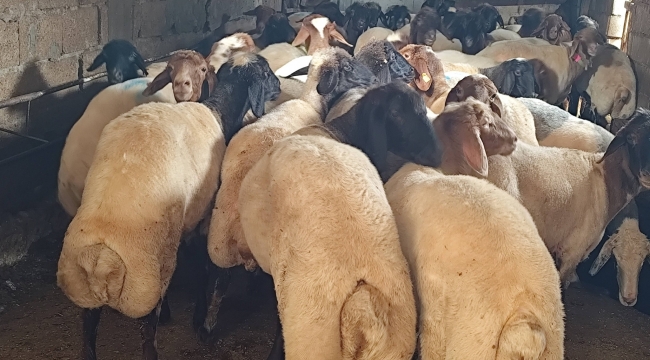 Şanlıurfa'da Kurbanlık Satışları Hızlandı! Besiciler Umutlu