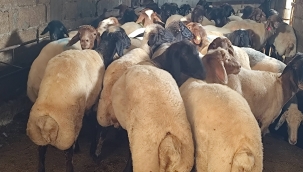 Şanlıurfa'da Kurbanlık Satışları Hızlandı! Besiciler Umutlu