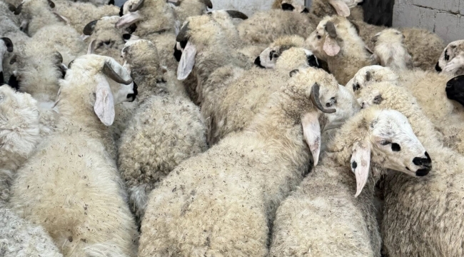 Şanlıurfa'da Pazarlık Savaşı! Alıcı ile Satıcı Karşı Karşıya