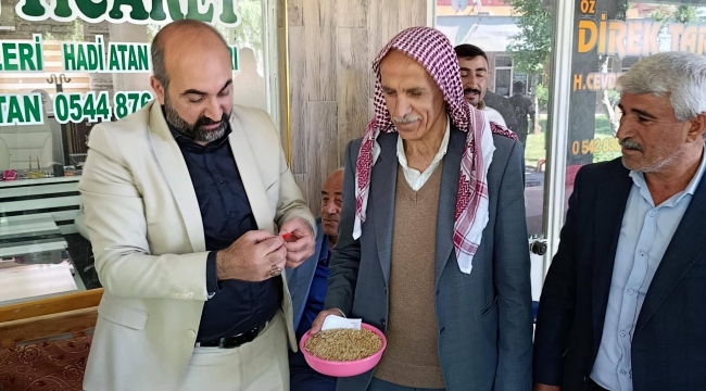 Viranşehir'de İlk Arpa Görücüye Çıktı