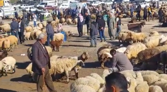 Viranşehir'de Kurban Pazarı Canlandı: Vatandaşlar Akın Etti