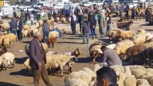 Viranşehir'de Kurban Pazarı Canlandı: Vatandaşlar Akın Etti