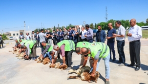 Başkan Özyavuz Şanlıurfaspor'un Yeni Yonetimini Kurbanlar Keserek Karşıladı 