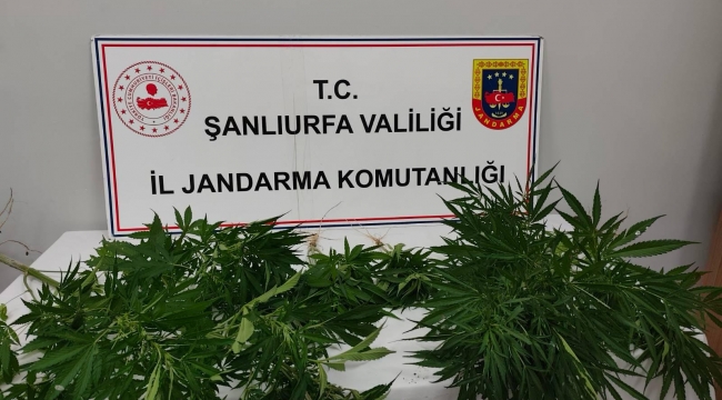 Halfeti ve Hilvan'da Baskın! Hint Keneviri Ele Geçirildi