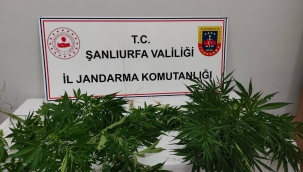 Halfeti ve Hilvan'da Baskın! Hint Keneviri Ele Geçirildi