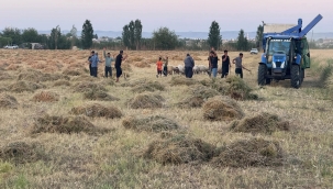 Harran'da İlk Kırmızı Mercimek Hasadı Yapıldı!