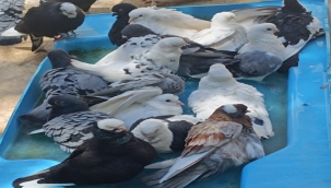 Şanlıurfa'da 43 Dereceyi Aştı! Güvercinler Süs Havuzuna Akın Etti
