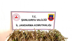 Şanlıurfa'da Fıstık Bahçesinde Hırsızlık Girişimi: 3 Şahıs Suçüstü Yakalandı