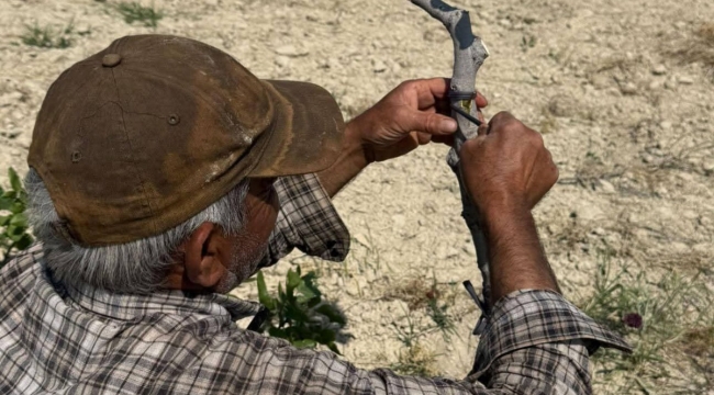 Şanlıurfa'da Kavurucu Sıcakta Fıstık Kalem Aşısı Mesaisi Başladı