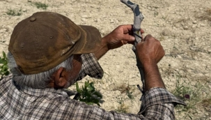 Şanlıurfa'da Kavurucu Sıcakta Fıstık Kalem Aşısı Mesaisi Başladı