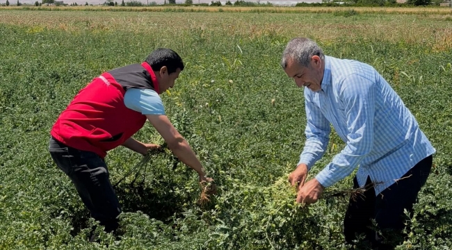 Şanlıurfa'da Nohutta Yeni Dönem! Henüz Yeşilken Hasat Ediliyor
