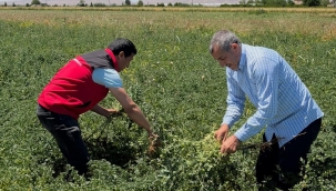 Şanlıurfa'da Nohutta Yeni Dönem! Henüz Yeşilken Hasat Ediliyor
