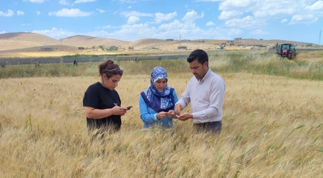 Şanlıurfa'da Tarla İncelemesi! Üreticide Yüzleri Güldüren Sonuç
