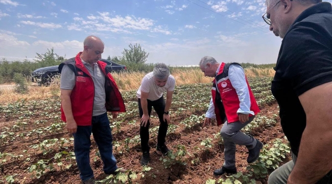 Şanlıurfa'da Tarlalar Mercek Altında! Pamukta Zararlı İncelemesi