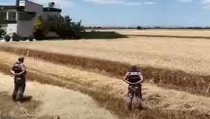 Şanlıurfa'da Yangın Alarmı! Jandarma Tarlalarda Nöbette
