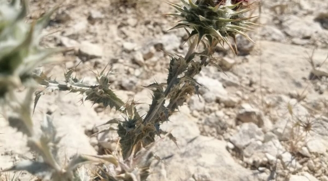 Şanlıurfa'nın Doğal Hazinesi Yeniden Görüldü