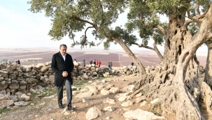 Göbekli Anıt Zeytin Ağacı Çevre Düzenleme Projesi Hayata Geçiriliyor
