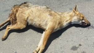 Nesli Koruma Altındaydı! Şanlıurfa'da Altın Çakalın Acı Sonu
