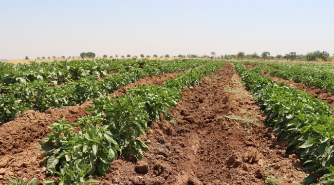 Şanlıurfa Büyükşehir Belediyesi Ata Tohumlarını Geleceğe Taşıyor