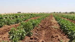 Şanlıurfa Büyükşehir Belediyesi Ata Tohumlarını Geleceğe Taşıyor
