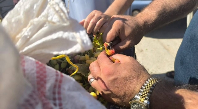 Şanlıurfa'da Fıstık Piyasası Hareketlendi! İlk Fiyat Belli Oldu