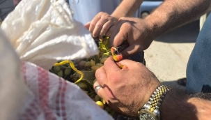 Şanlıurfa'da Fıstık Piyasası Hareketlendi! İlk Fiyat Belli Oldu