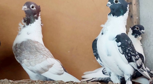 Şanlıurfa'da Kuş Değil Servet Besliyorlar! Fiyatlar Rekor Seviyede