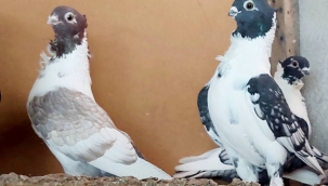 Şanlıurfa'da Kuş Değil Servet Besliyorlar! Fiyatlar Rekor Seviyede