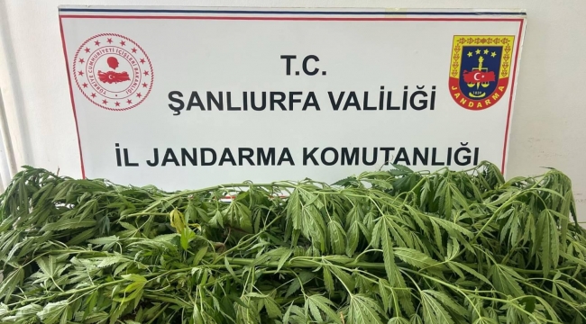 Şanlıurfa'da Narkotik Ekiplerinden Başarılı Operasyon