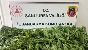Şanlıurfa'da Narkotik Ekiplerinden Başarılı Operasyon