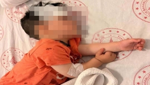 Şanlıurfa'da Sokak Köpeği Saldırısı! İçişleri Bakanlığı Harekete Geçti