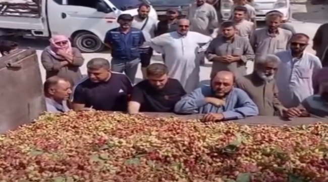 Suriye'de Boz Fıstık Satışa Çıktı! Şanlıurfa Piyasasını Etkileyecek mi?