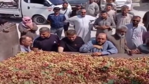 Suriye'de Boz Fıstık Satışa Çıktı! Şanlıurfa Piyasasını Etkileyecek mi?