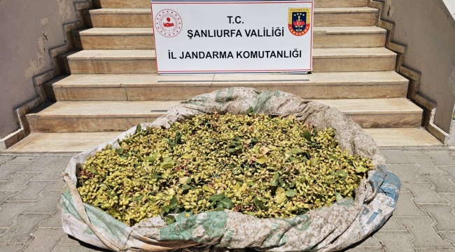 Fıstık Çalan 4 Şüpheli, 380 Kilo Ürünle Yakalandı