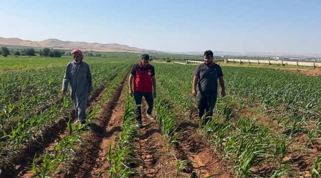 İzgi, Eyyübiye'de Mısır Tarlaları İncelendi
