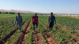 İzgi, Eyyübiye'de Mısır Tarlaları İncelendi