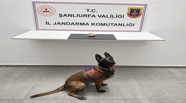 Şanlıurfa'da Bonzai Operasyonu! 1 Şüpheli Cezaevine Gönderildi
