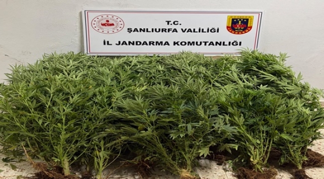 Şanlıurfa'da Yasa Dışı Kenevir Ekimi Mercek Altında! İki İlçede Operasyon