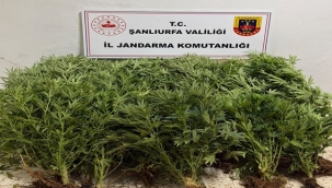 Şanlıurfa'da Yasa Dışı Kenevir Ekimi Mercek Altında! İki İlçede Operasyon