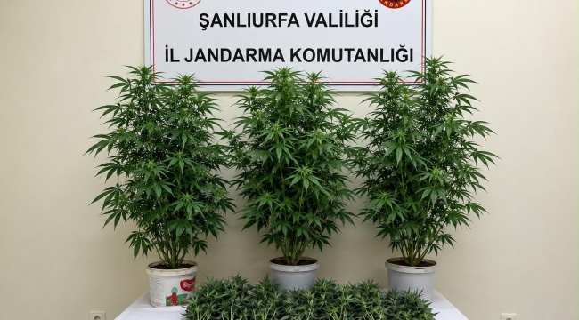 Şanlıurfa'da yasa dışı kenevir operasyonu