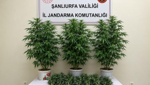 Şanlıurfa'da yasa dışı kenevir operasyonu