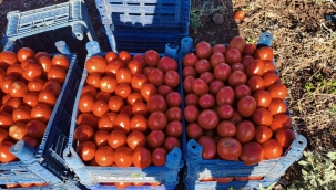 Şanlıurfa'da Yazın En Meşhur Mesaisi Başladı! Domatesler Tezgâhta