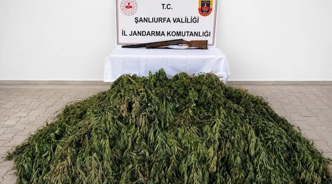 Şanlıurfa Jandarmasından Uyuşturucuya Geçit Yok