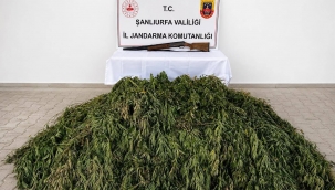 Şanlıurfa Jandarmasından Uyuşturucuya Geçit Yok