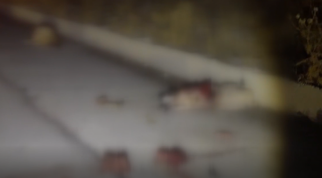 Siverek'te Geceyi Sarsan Kaza! 18 Koyun ve 1 Köpek Telef Oldu