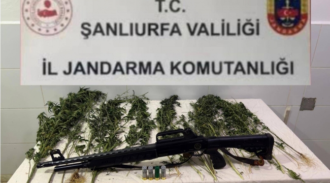 Suruç'ta Narkotik Baskını! Kenevirlerin Yanında Ruhsatsız Tüfek Çıktı