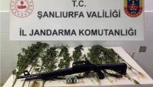 Suruç'ta Narkotik Baskını! Kenevirlerin Yanında Ruhsatsız Tüfek Çıktı
