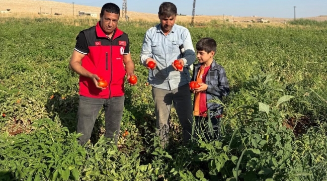 Tayini Çıktı Ama Tarlayı Bırakmadı! İsa İzgi'den Üreticiye Anlamlı Ziyaret