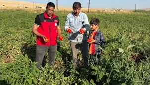 Tayini Çıktı Ama Tarlayı Bırakmadı! İsa İzgi'den Üreticiye Anlamlı Ziyaret